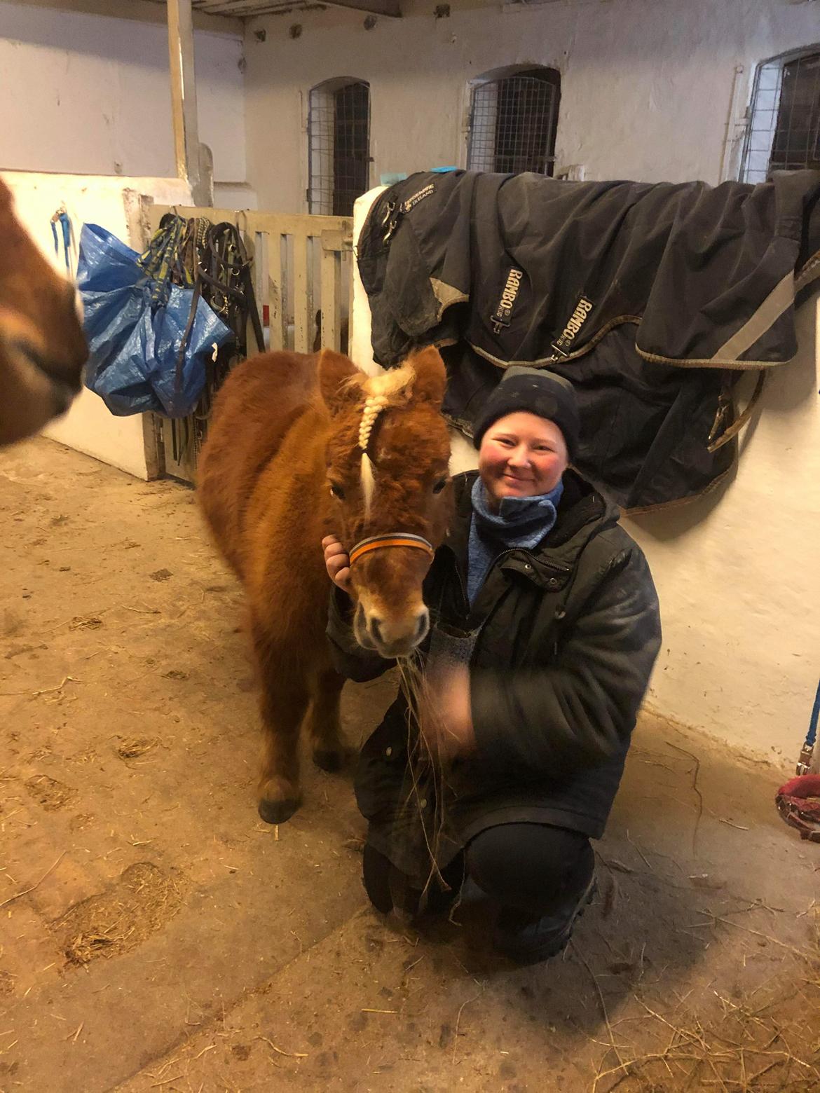 Shetlænder I Bølle [Lånepony] billede 27