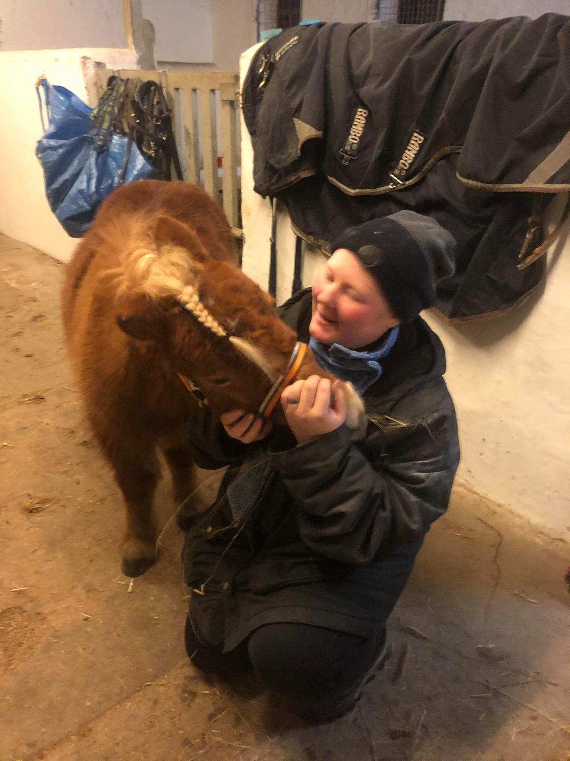 Shetlænder I Bølle [Lånepony] billede 26