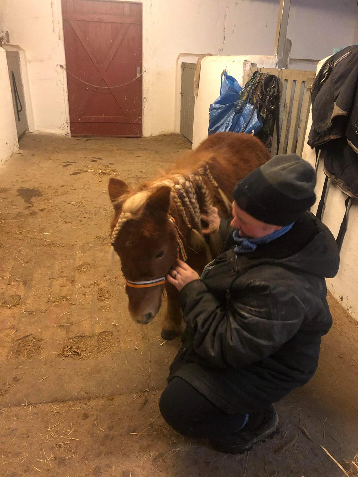 Shetlænder I Bølle [Lånepony] billede 28