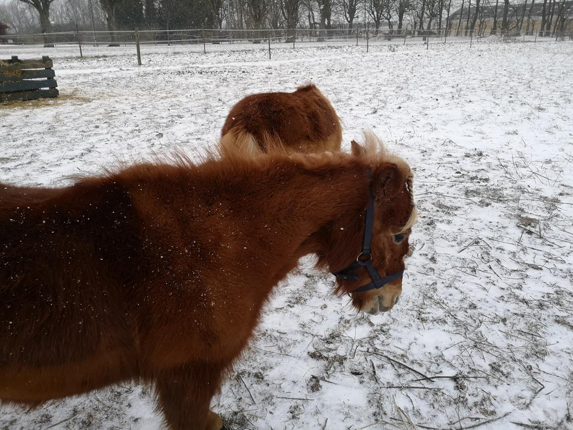 Shetlænder I Bølle [Lånepony] billede 29
