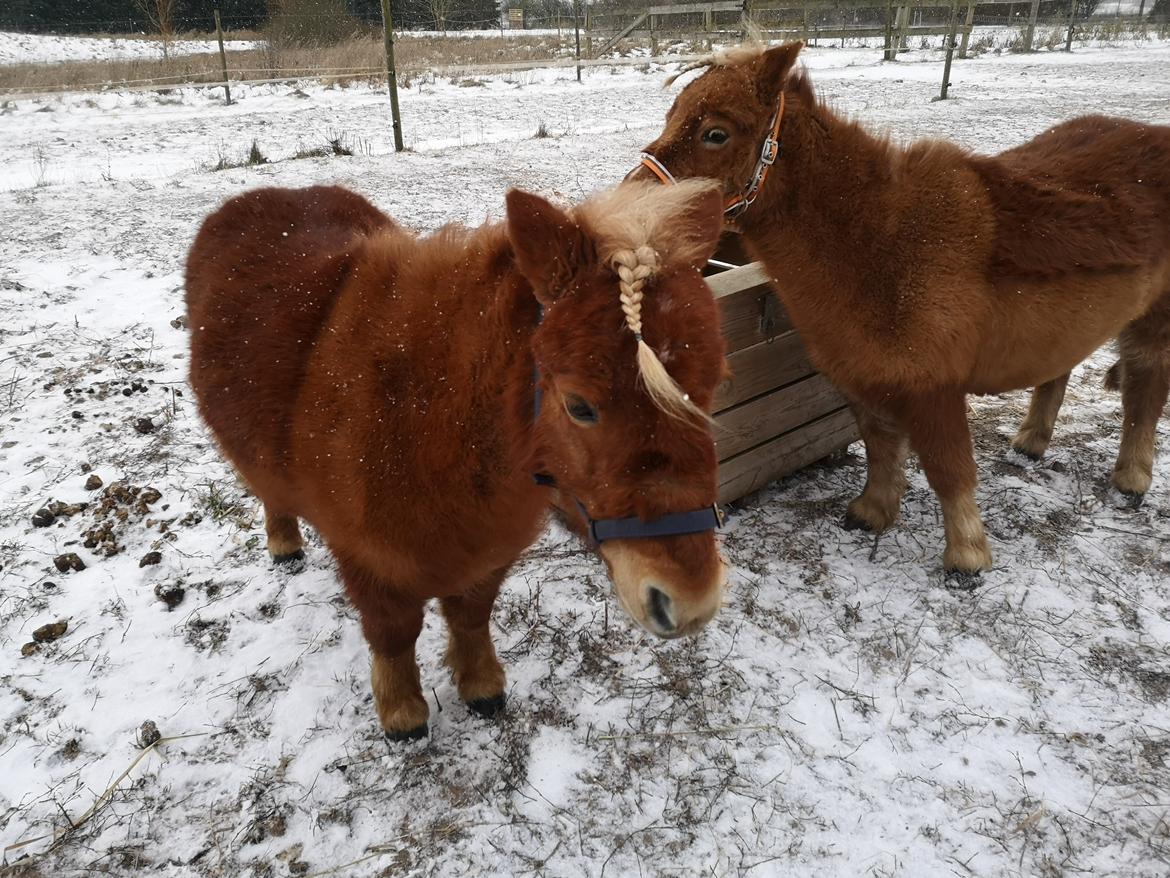 Shetlænder I Bølle [Lånepony] billede 12