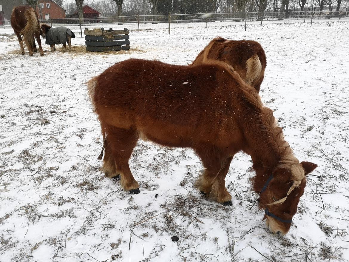 Shetlænder I Bølle [Lånepony] billede 13