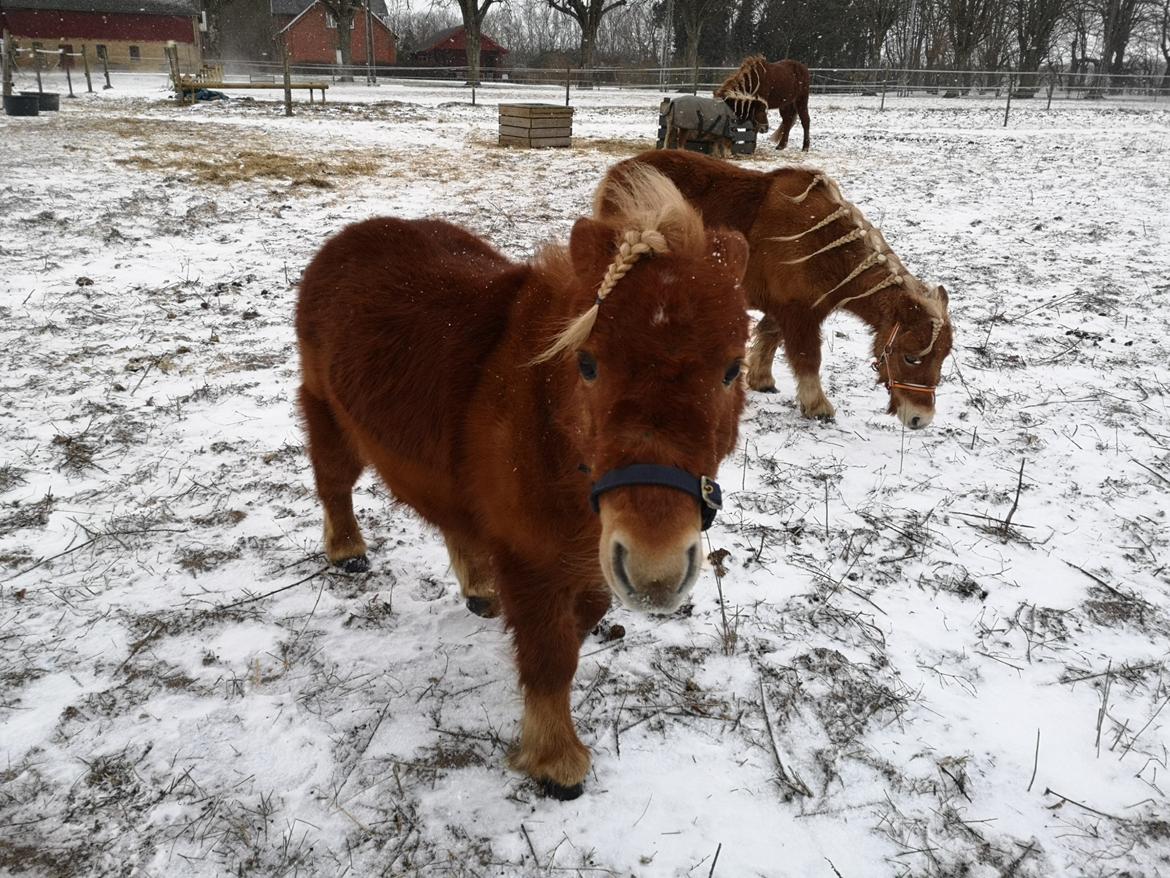 Shetlænder I Bølle [Lånepony] billede 11