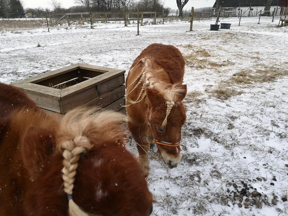 Shetlænder I Bella [Tilde - Lånepony] billede 34