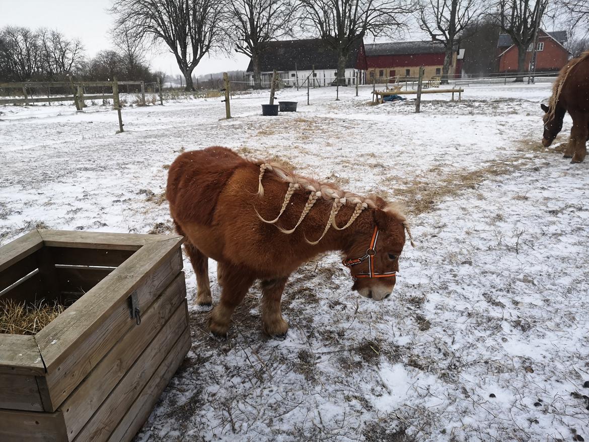 Shetlænder I Bella [Tilde - Lånepony] billede 33