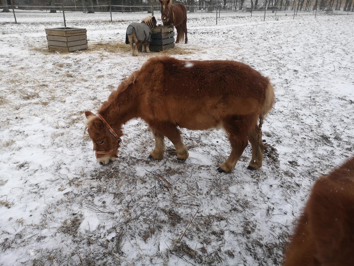 Shetlænder I Bella [Tilde - Lånepony] billede 17