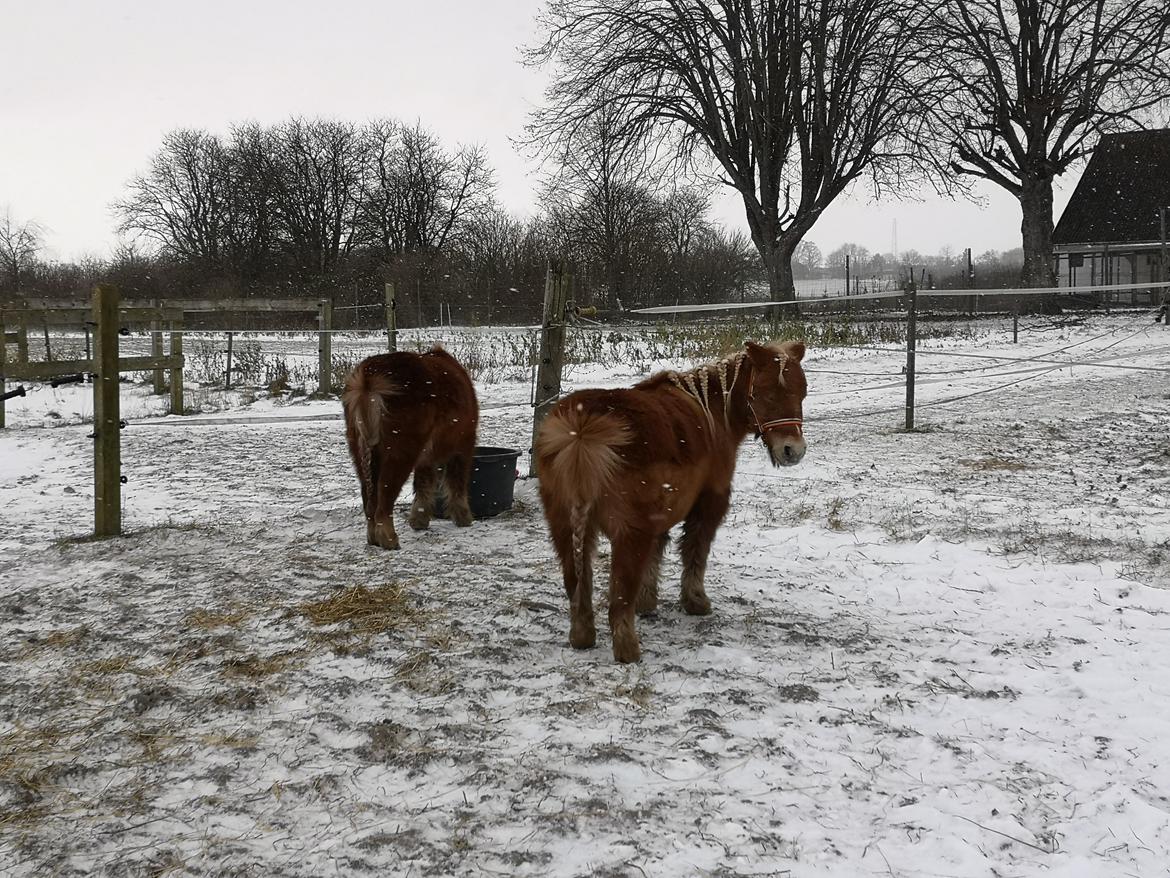 Shetlænder I Bella [Tilde - Lånepony] billede 19