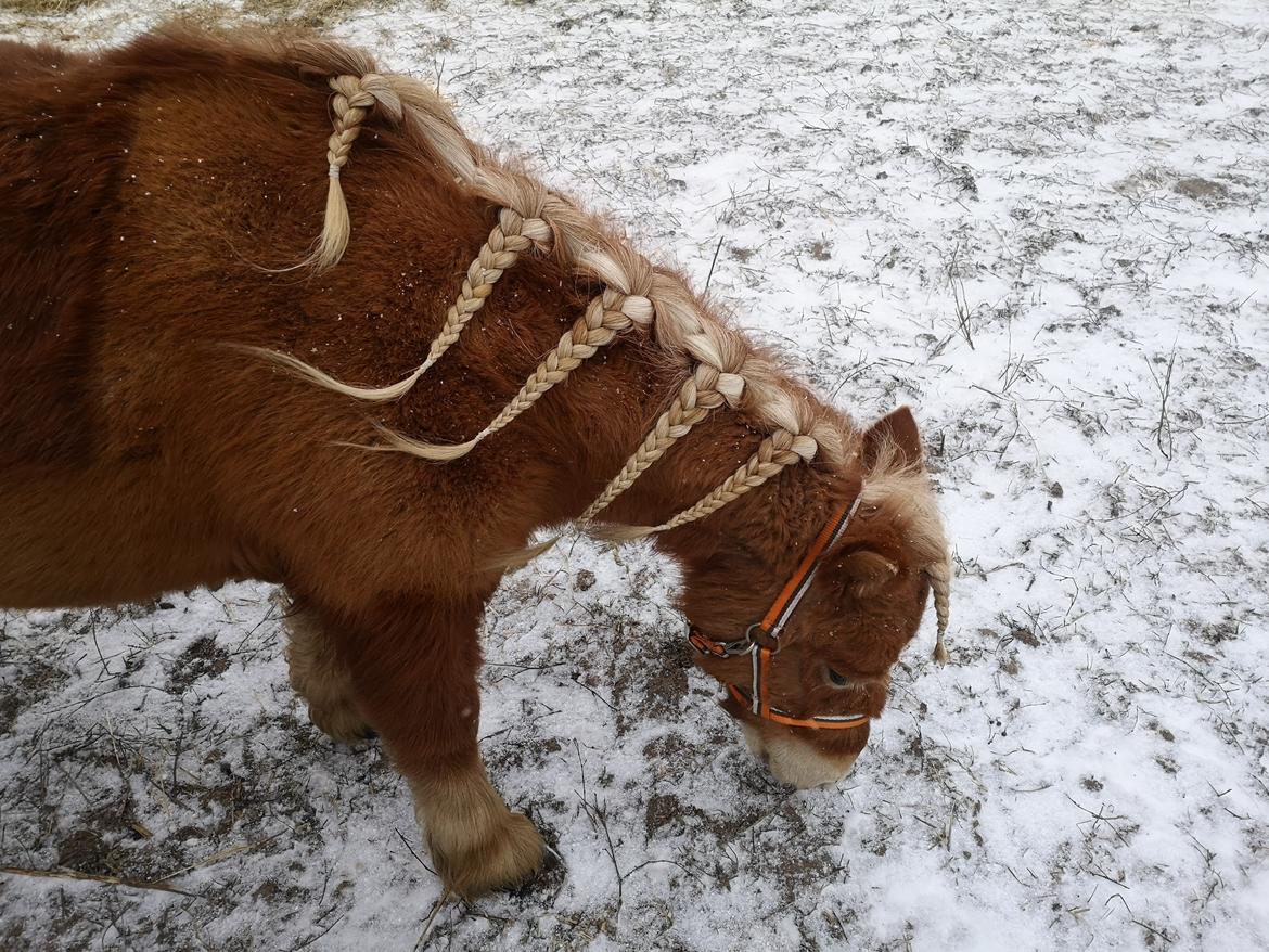 Shetlænder I Bella [Tilde - Lånepony] billede 18