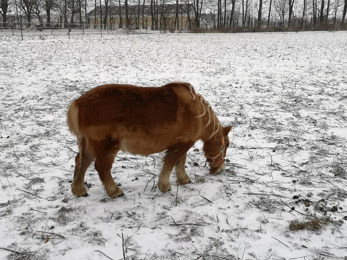 Shetlænder I Bella [Tilde - Lånepony] billede 35