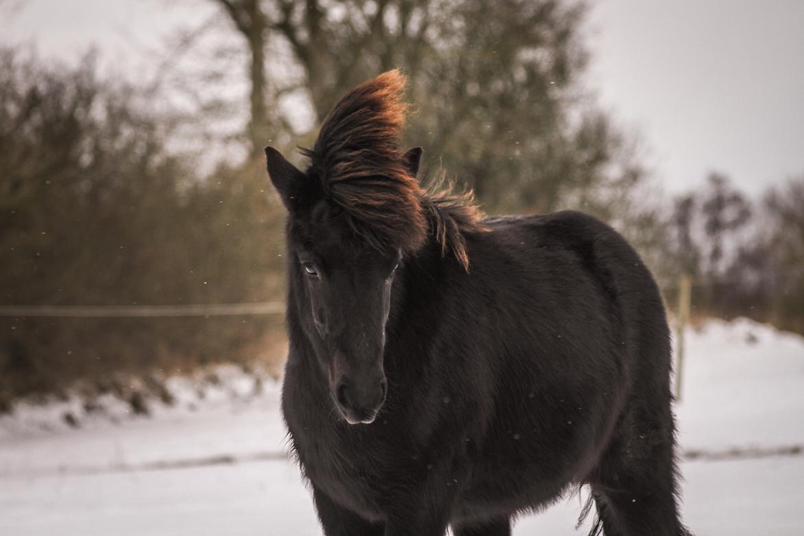 Islænder Litli Litfari fra Bach billede 20