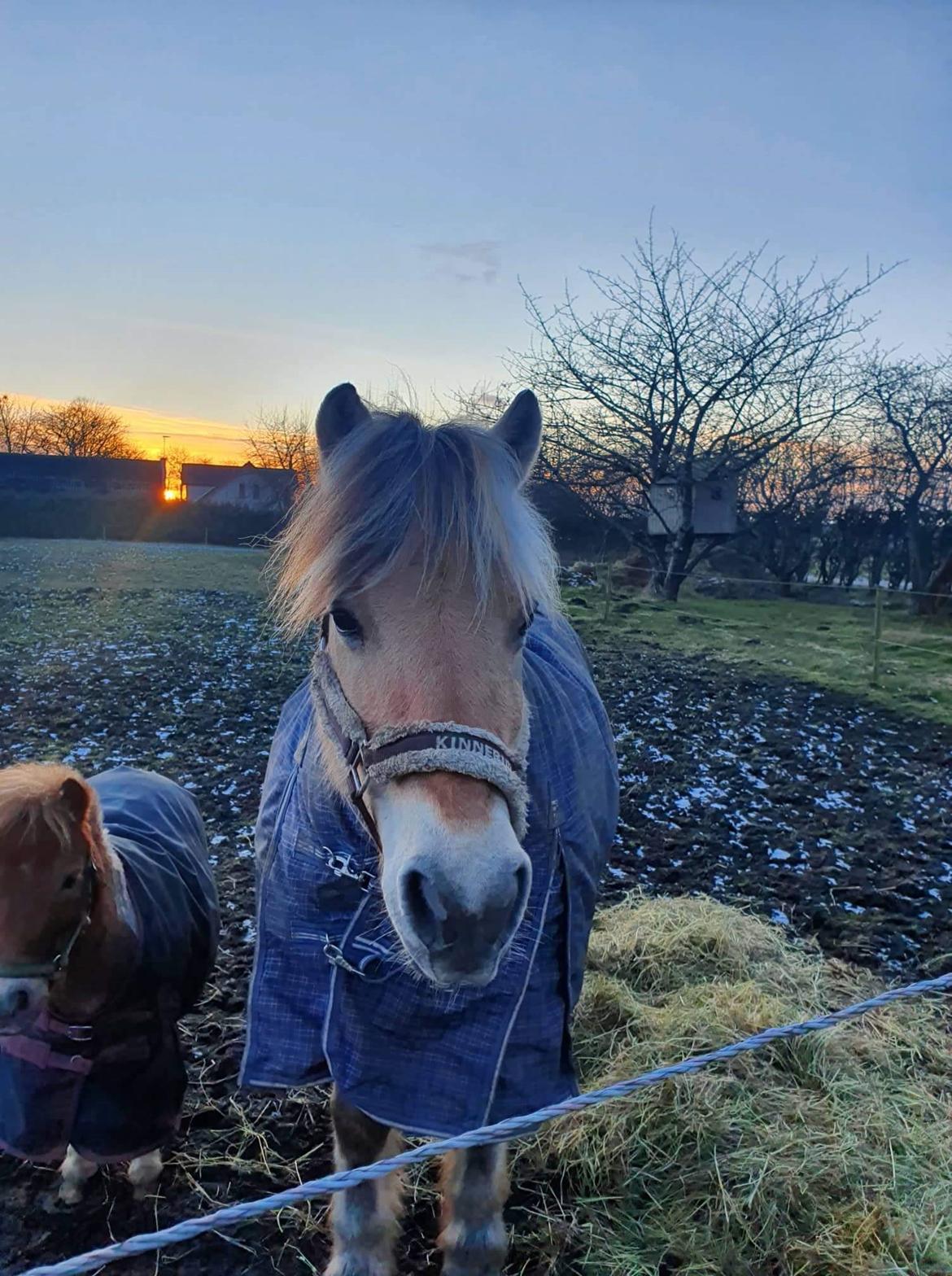 Fjordhest Hedegårds dante hjemme igen  billede 1