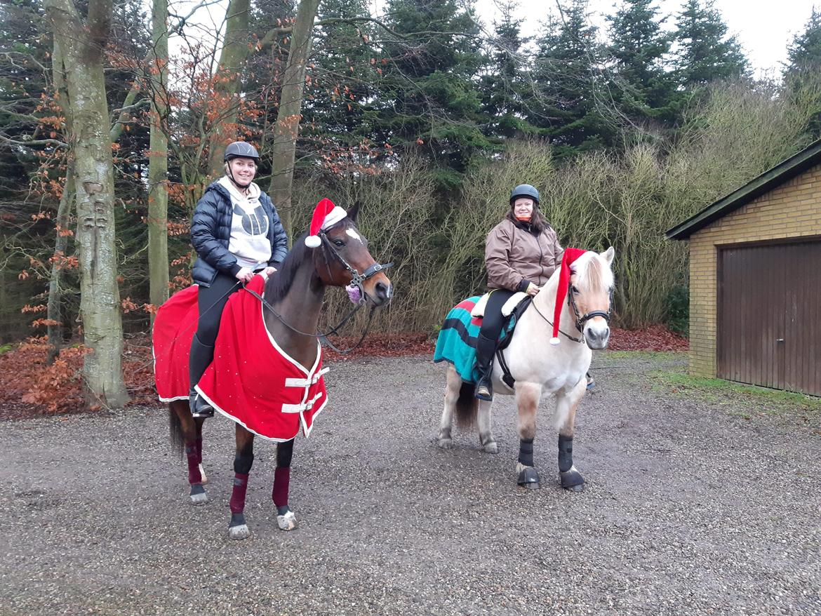 Fjordhest Hedegårds dante hjemme igen  billede 2