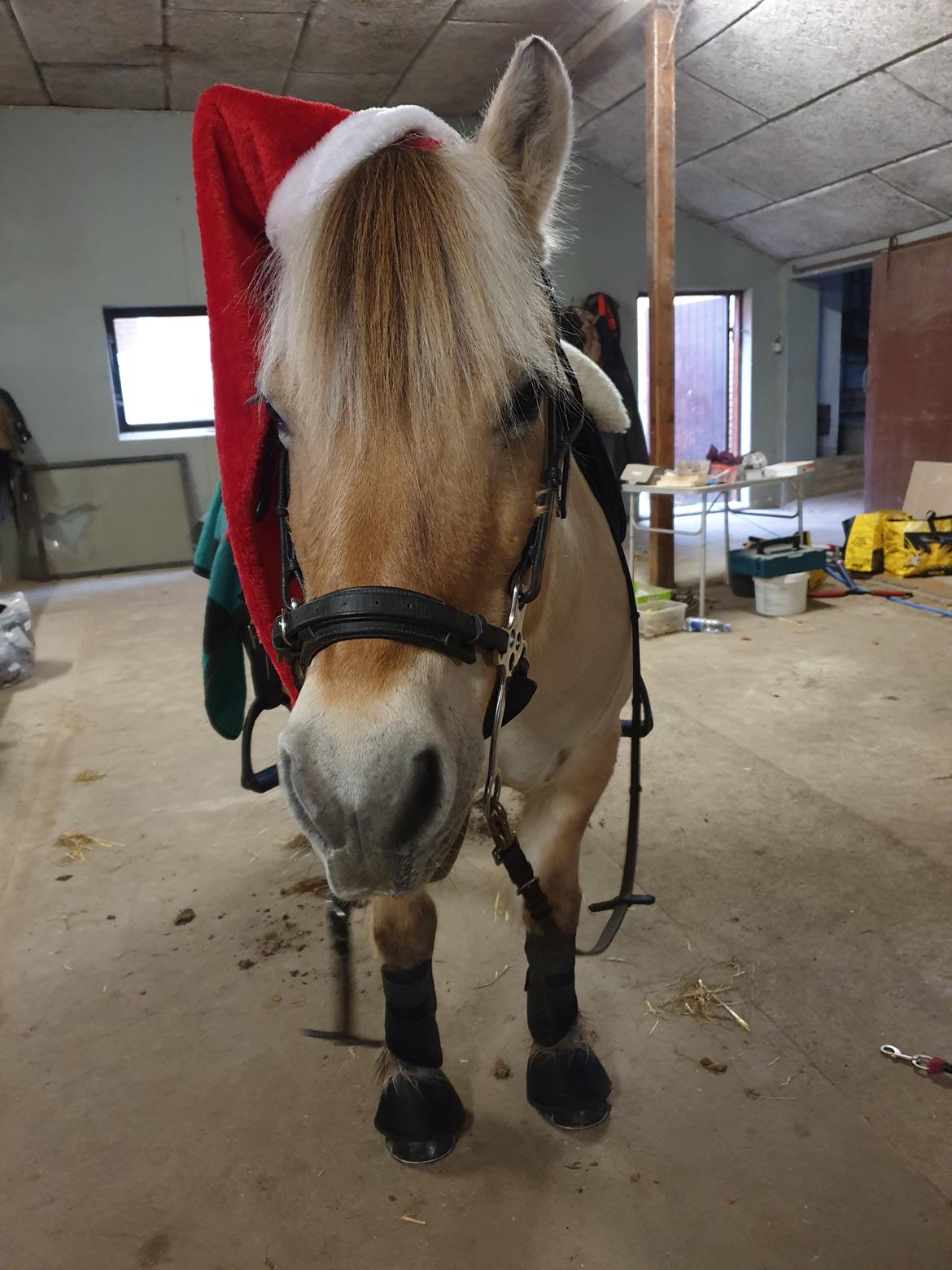 Fjordhest Hedegårds dante hjemme igen  billede 3