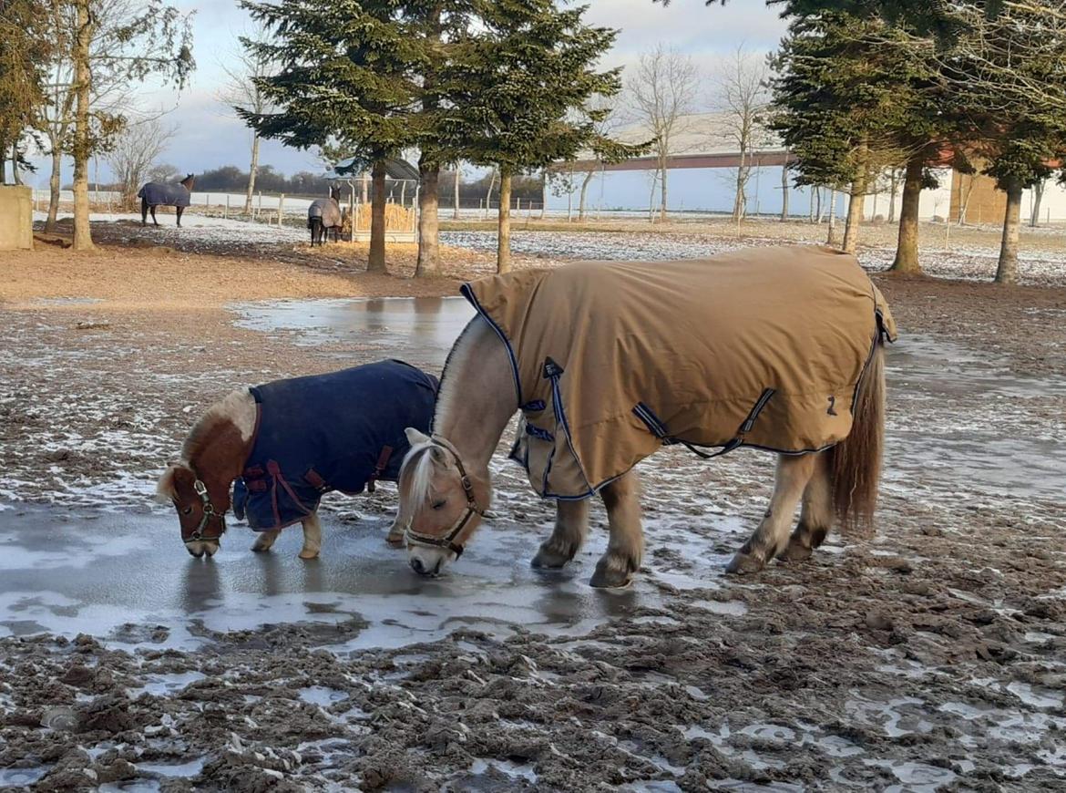 Fjordhest Hedegårds dante hjemme igen  billede 4