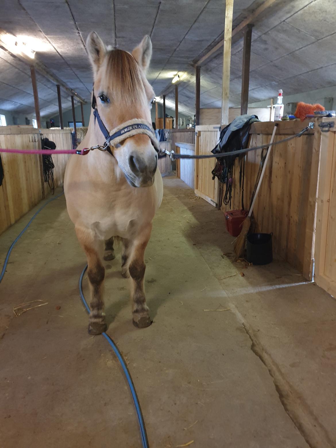 Fjordhest Hedegårds dante hjemme igen  billede 5