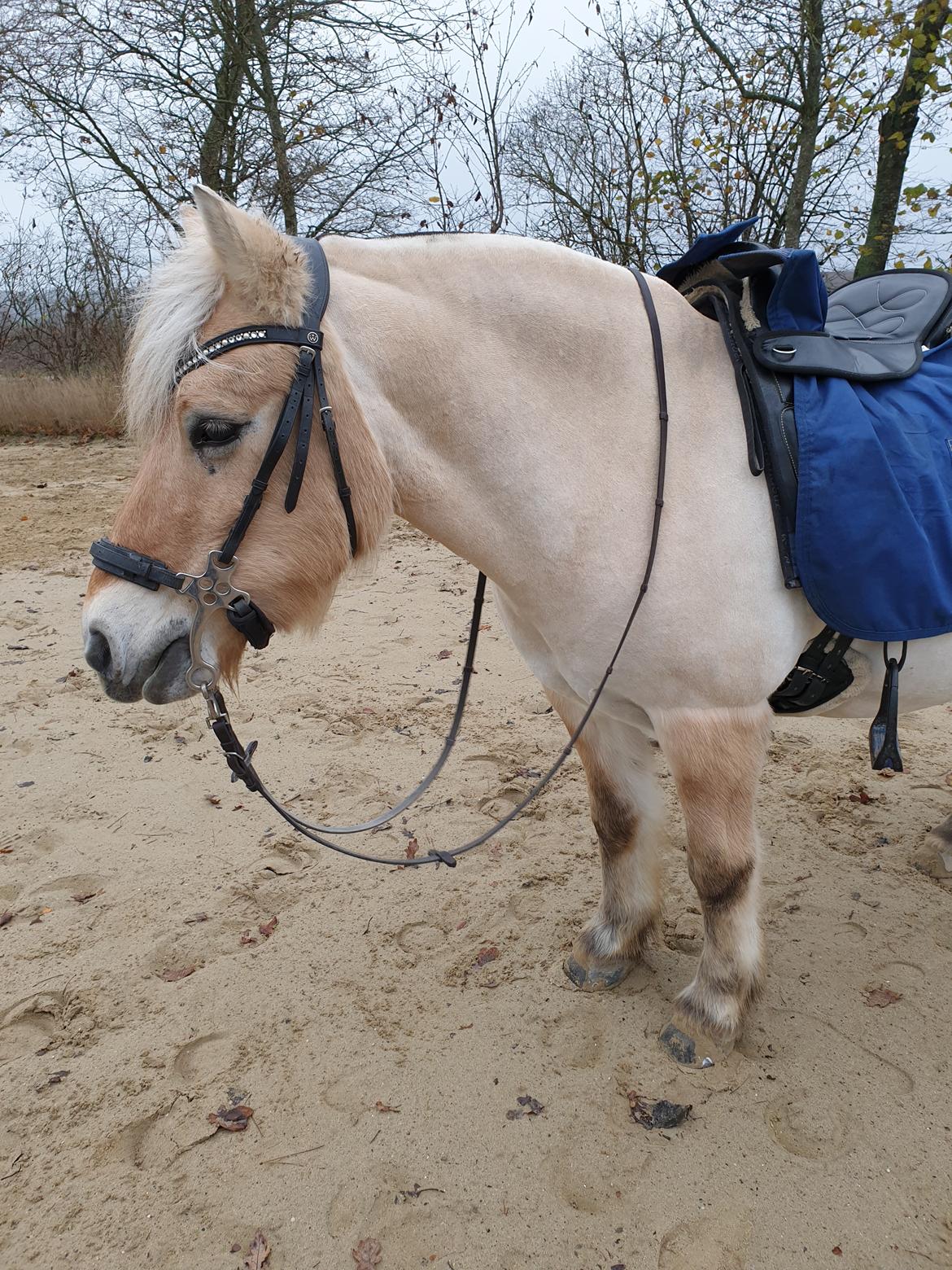 Fjordhest Hedegårds dante hjemme igen  billede 6