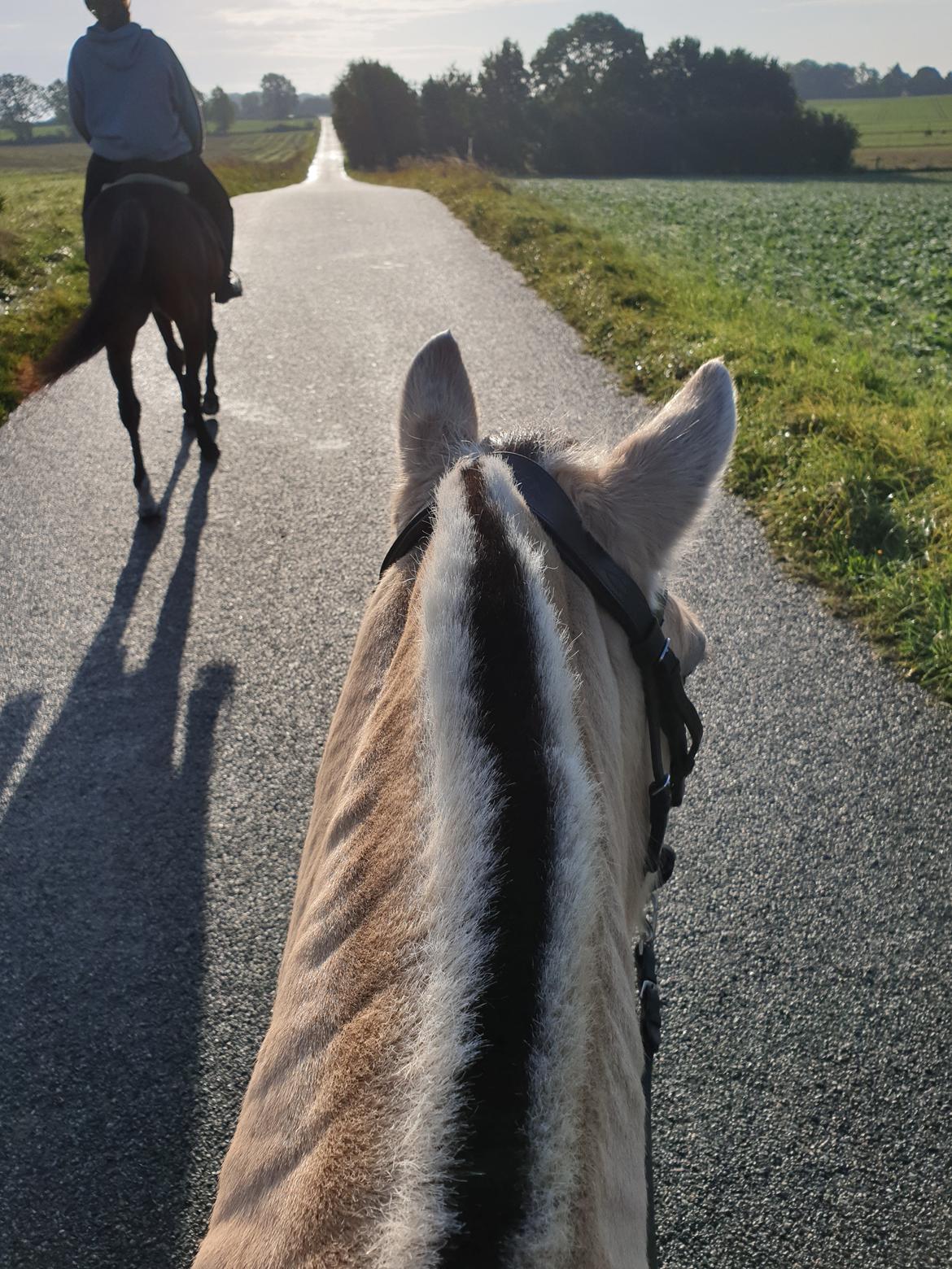 Fjordhest Hedegårds dante hjemme igen  billede 7