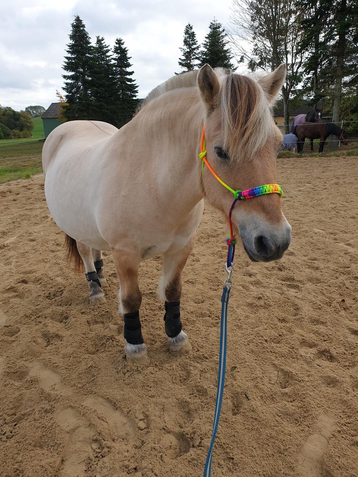 Fjordhest Hedegårds dante hjemme igen  billede 8