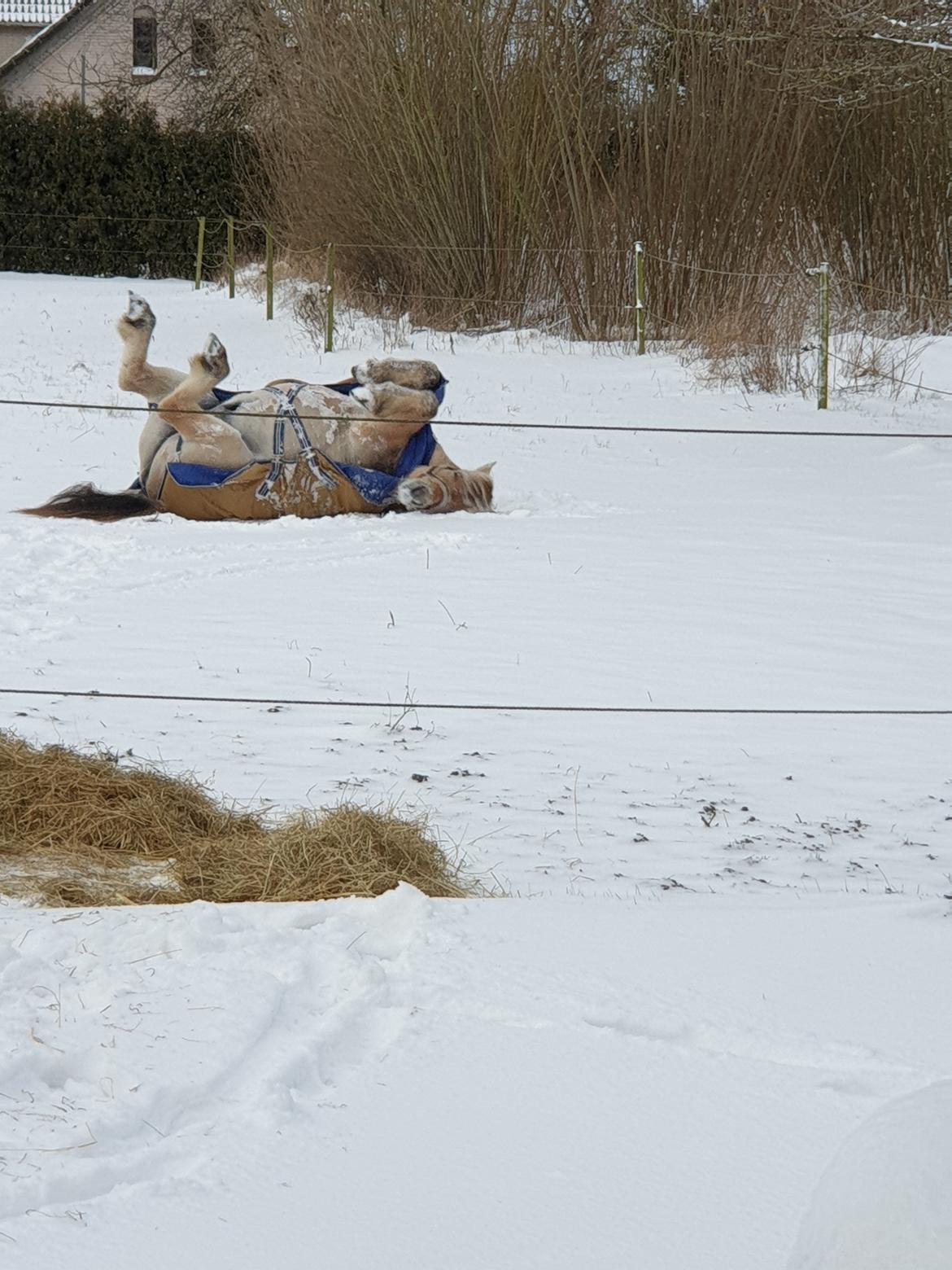 Fjordhest Hedegårds dante hjemme igen  billede 9