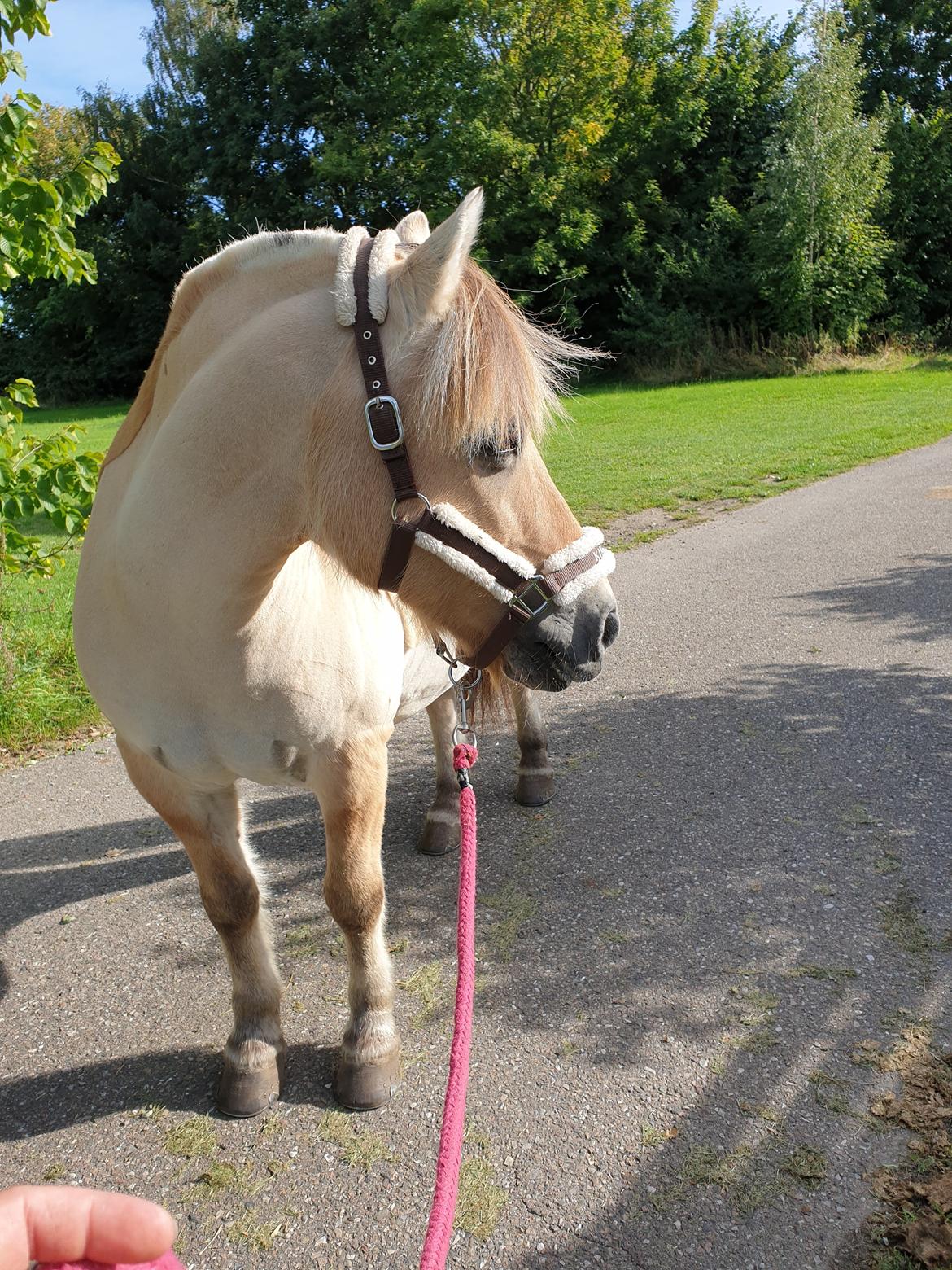 Fjordhest Hedegårds dante solgt  billede 10