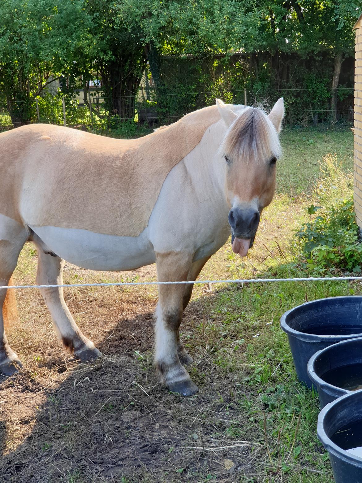 Fjordhest Hedegårds dante hjemme igen  billede 11