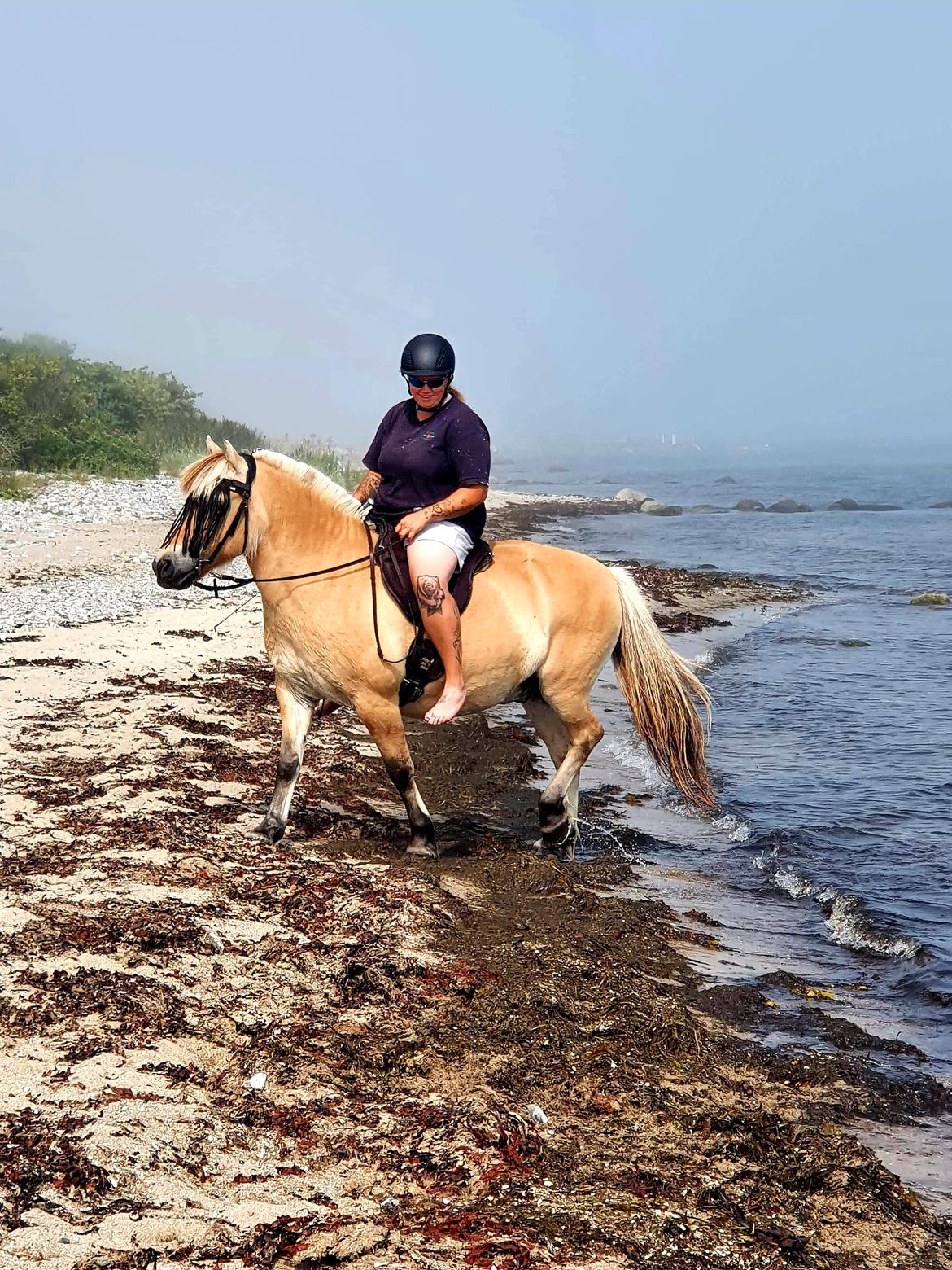 Fjordhest Hedegårds dante hjemme igen  billede 12