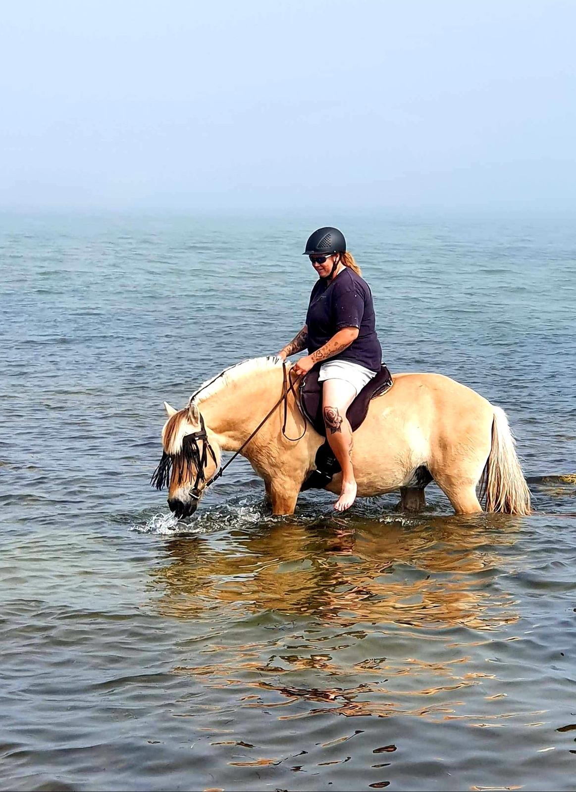 Fjordhest Hedegårds dante hjemme igen  billede 13