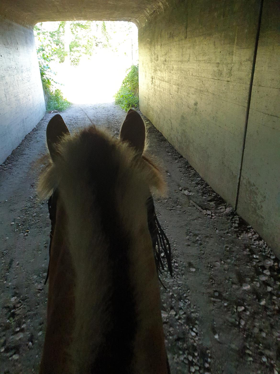 Fjordhest Hedegårds dante hjemme igen  billede 14