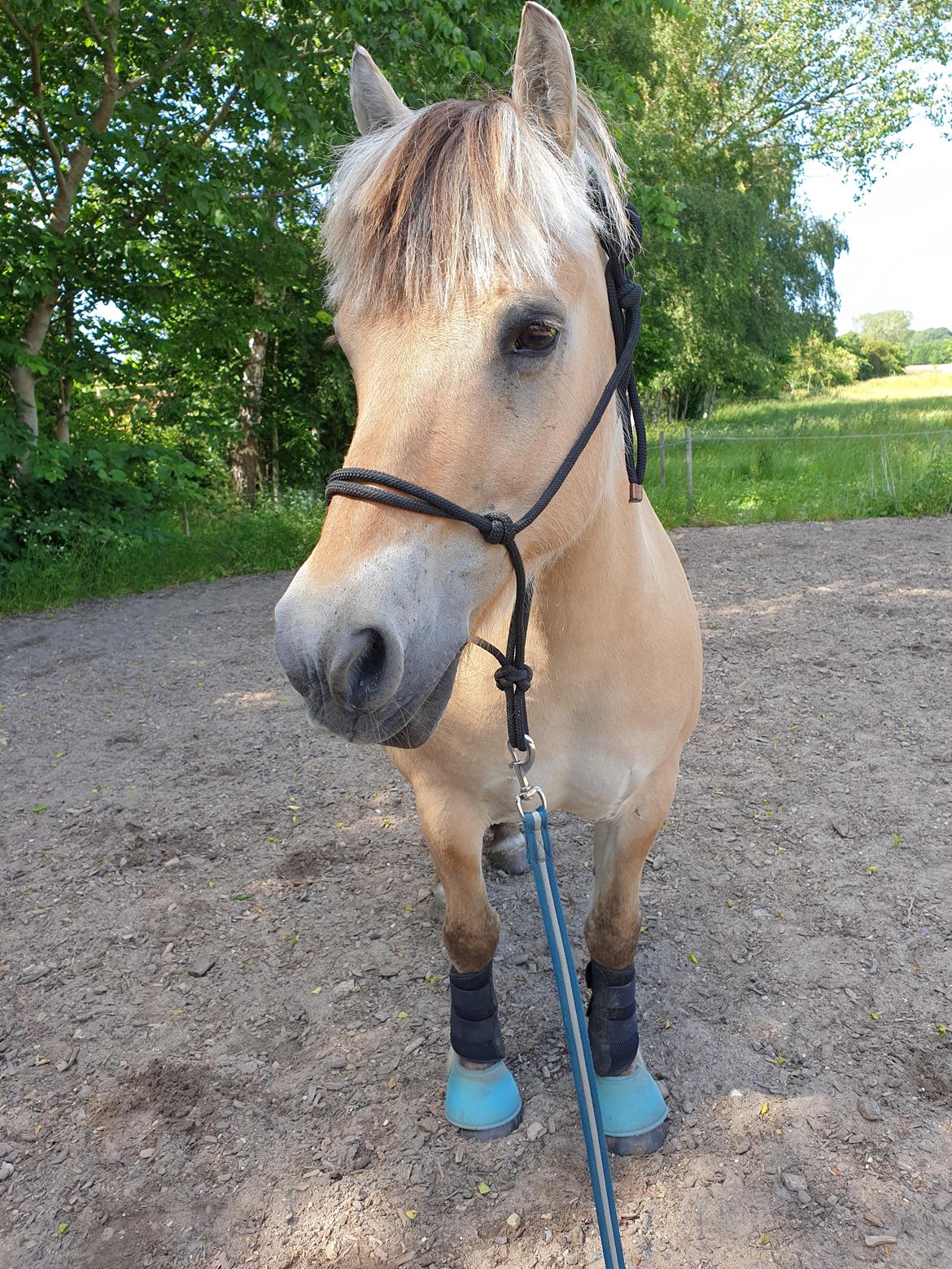 Fjordhest Hedegårds dante hjemme igen  billede 15