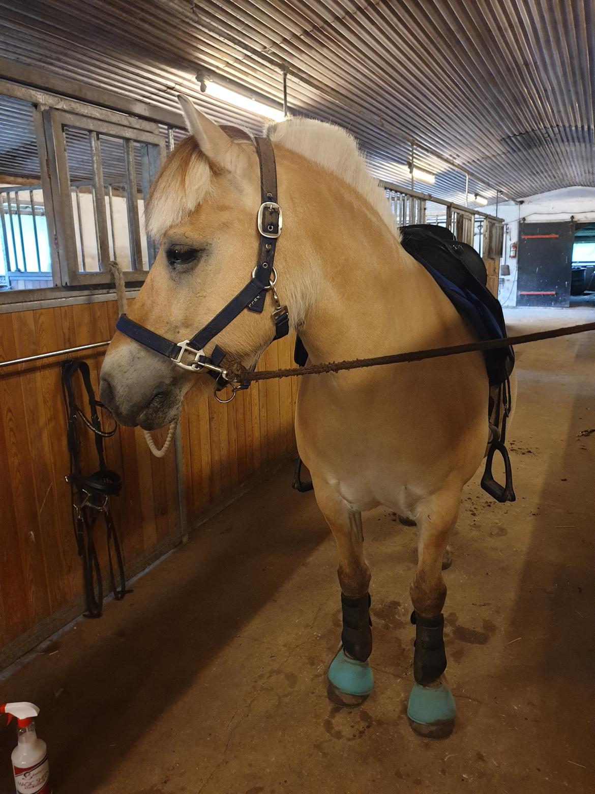 Fjordhest Hedegårds dante hjemme igen  billede 16