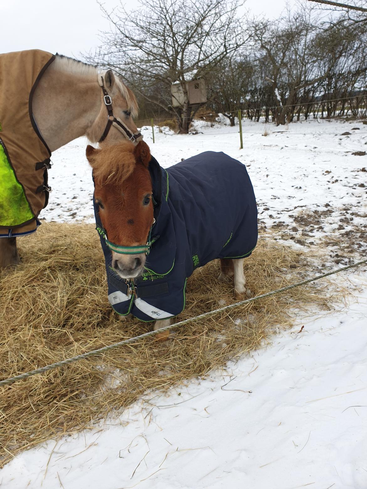 Anden særlig race Bob solgt  billede 1