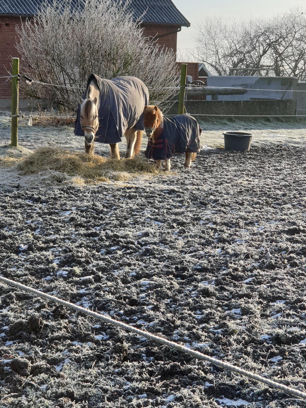 Anden særlig race Bob solgt  billede 2