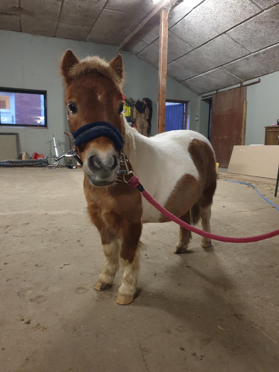 Anden særlig race Bob solgt  billede 3