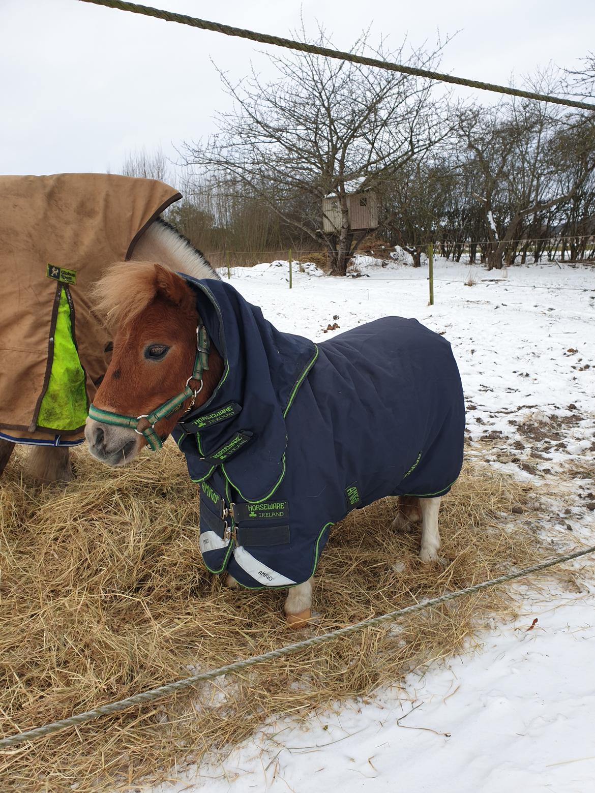 Anden særlig race Bob solgt  billede 4