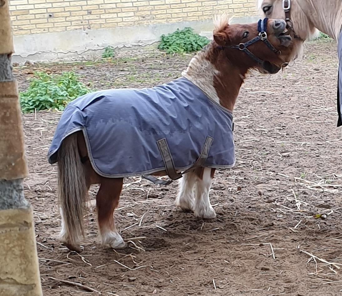 Anden særlig race Bob solgt  billede 5