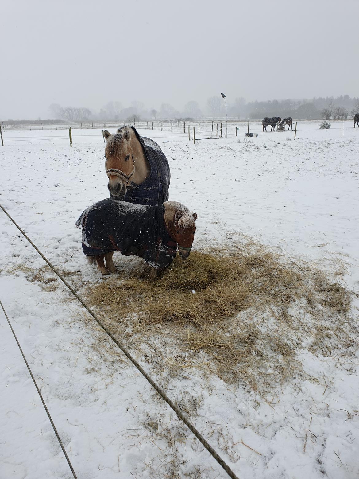 Anden særlig race Bob solgt  billede 7