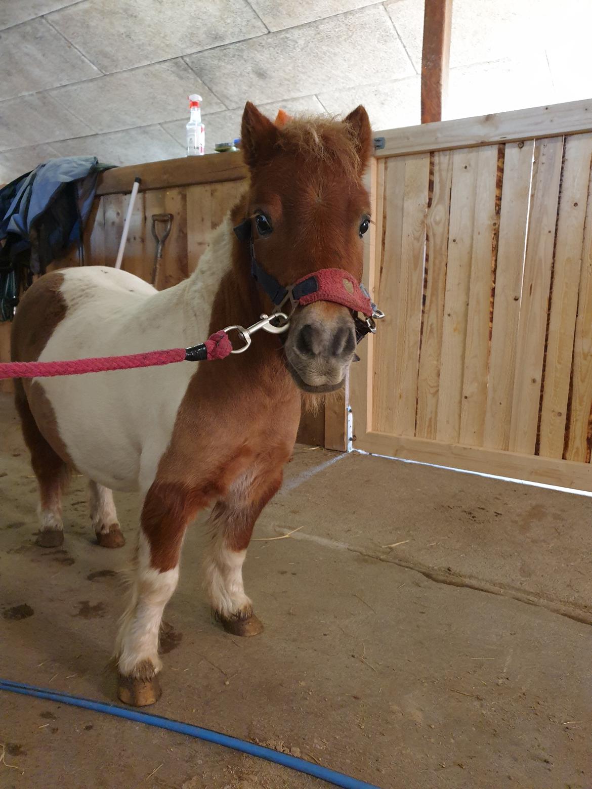 Anden særlig race Bob solgt  billede 8