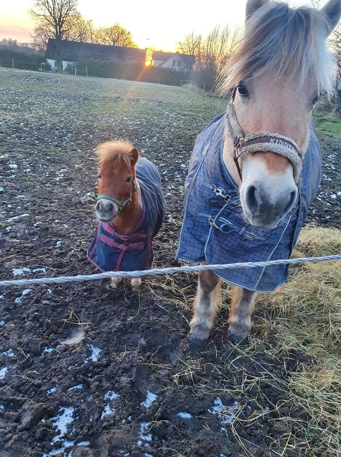 Anden særlig race Bob solgt  billede 9