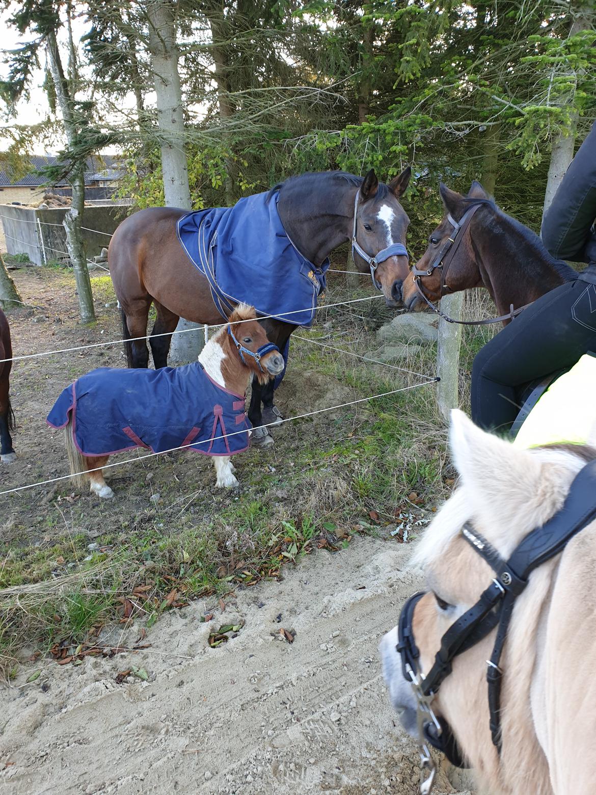Anden særlig race Bob solgt  billede 10