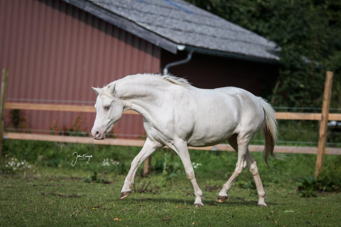 Anden særlig race Perle - En fin trav på folden i sensommeren 2017 billede 17