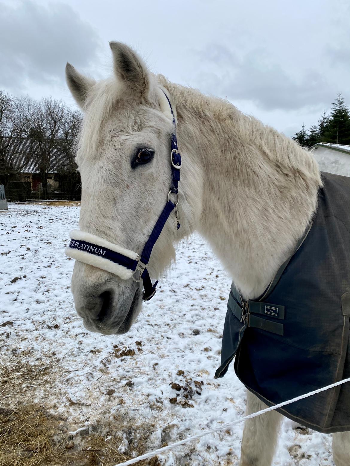 Anden særlig race Fun's shaggy billede 9