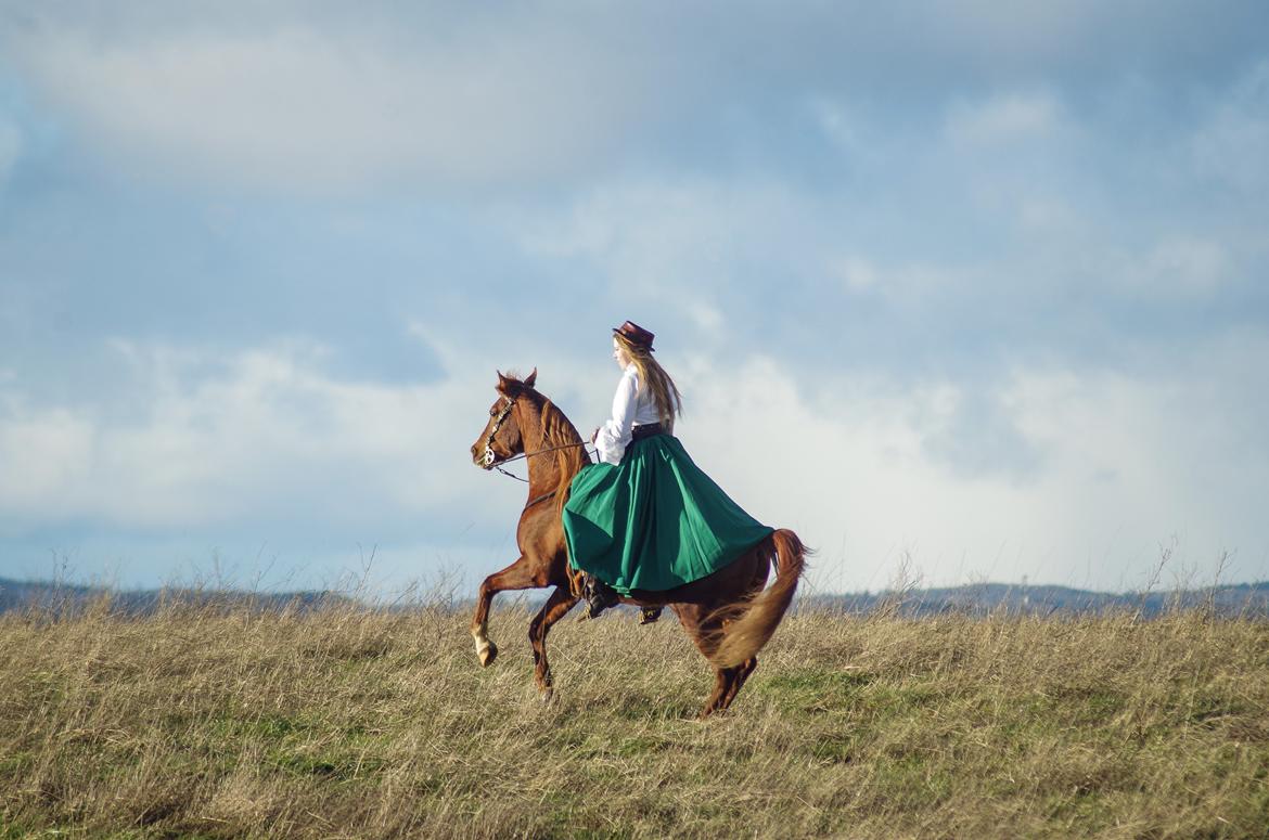 Arabisk fuldblod (OX) Pelee ox - »Sometimes we seek that which we are not yet ready to find.« 2021 billede 7