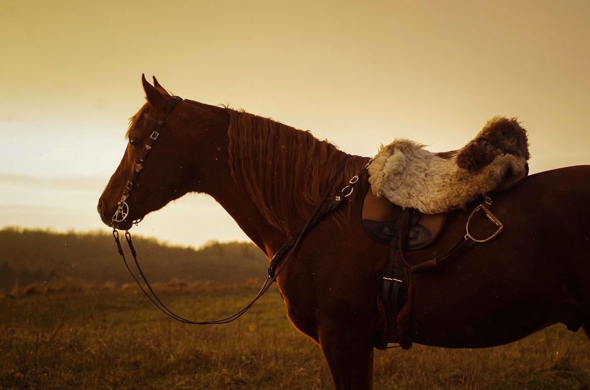 Arabisk fuldblod (OX) Pelee ox - Bedste eventyrhest <3 2021 billede 20