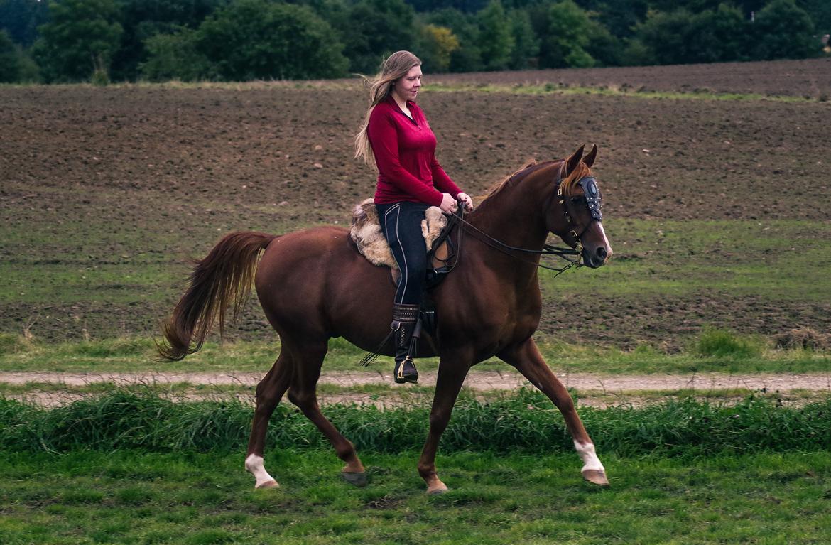 Arabisk fuldblod (OX) Pelee ox - 2020 billede 16