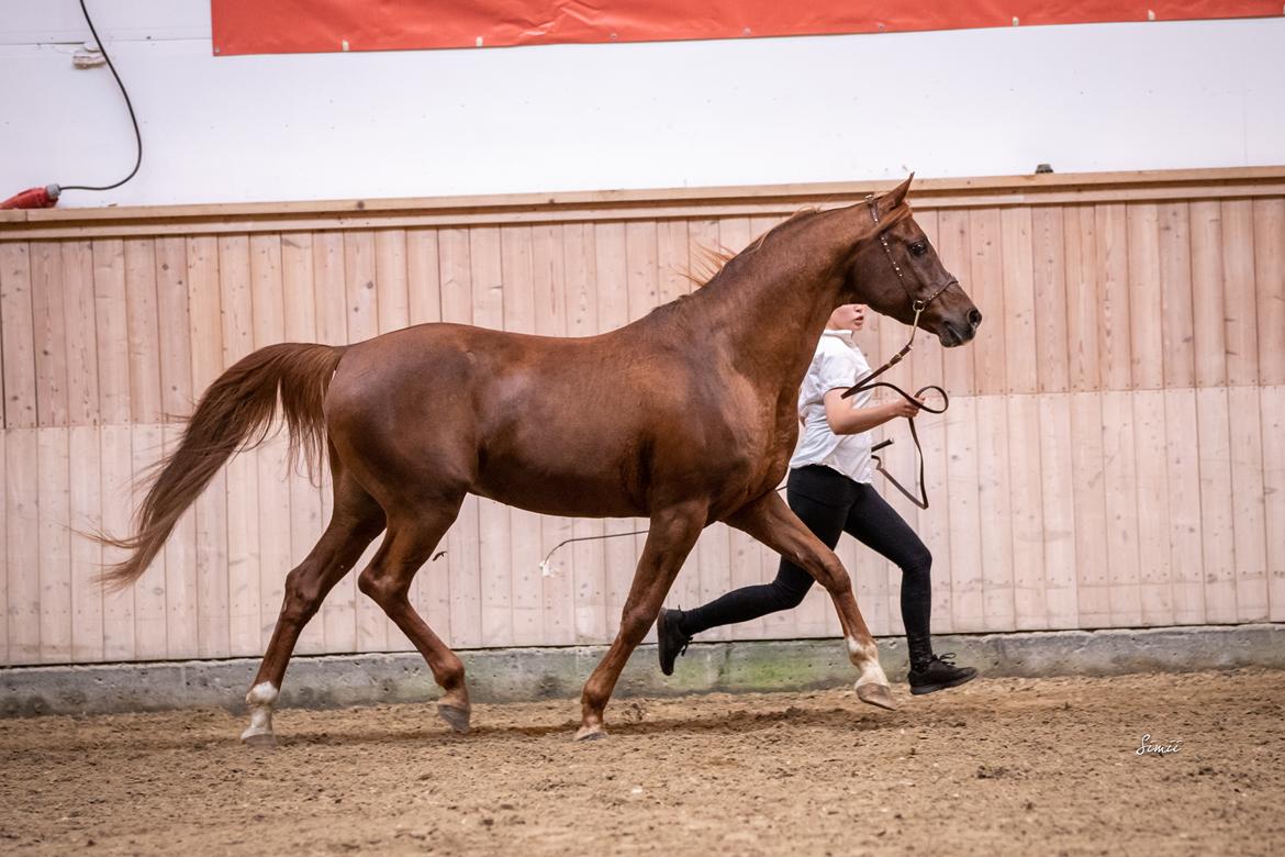 Arabisk fuldblod (OX) Pelee ox - DSAH Nationalt Show Senior Hingste 2019 || Simii Photography. Handler Heidi Elkjær billede 18