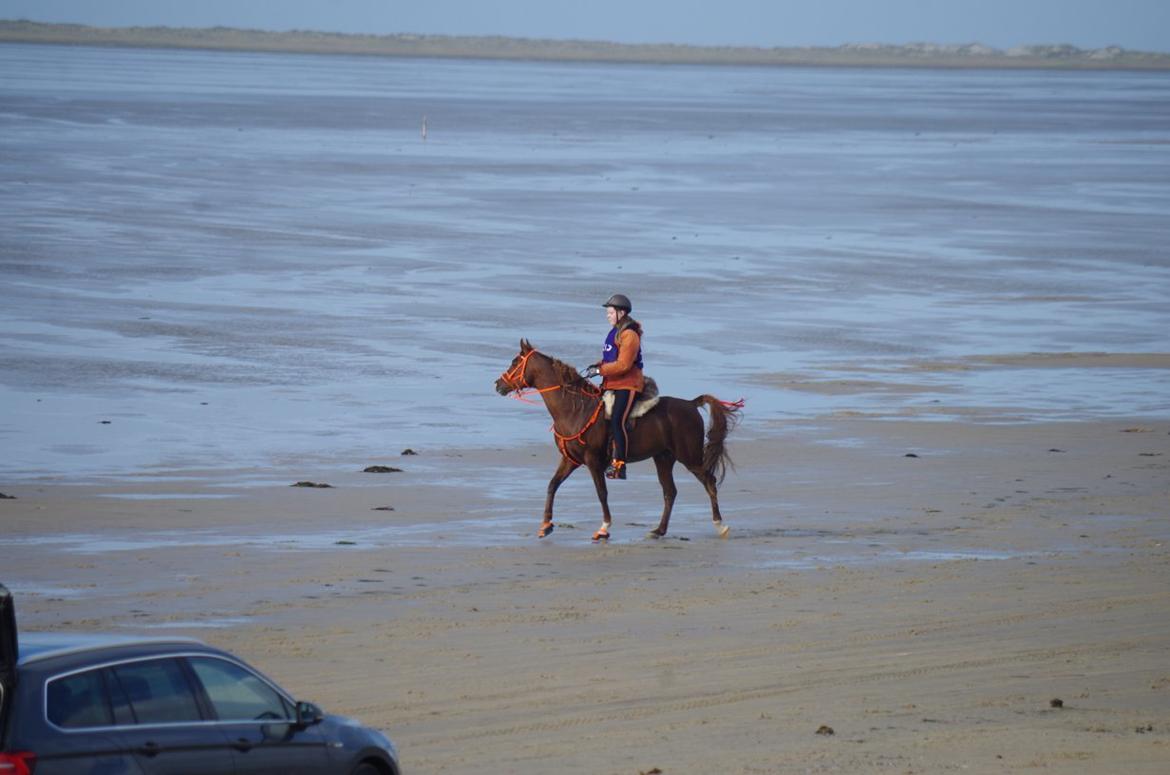 Arabisk fuldblod (OX) Pelee ox - Rømø distanceridt 2019, første LB gennemført billede 12