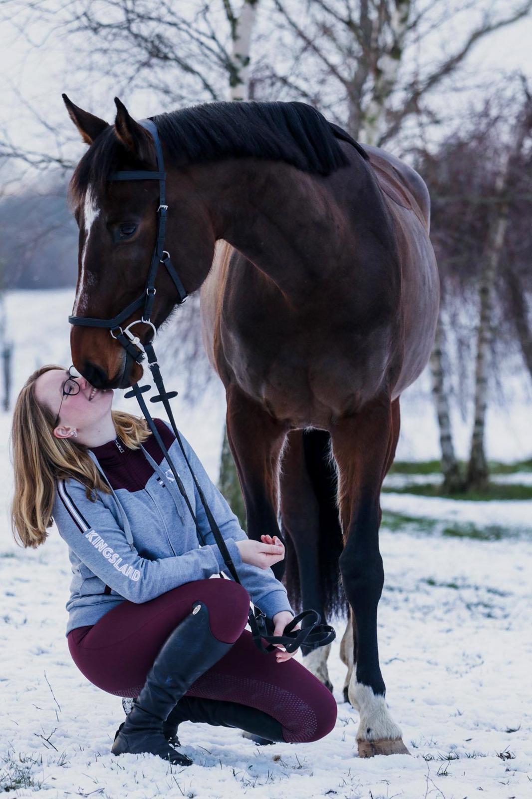 Dansk Varmblod Quite alone billede 11