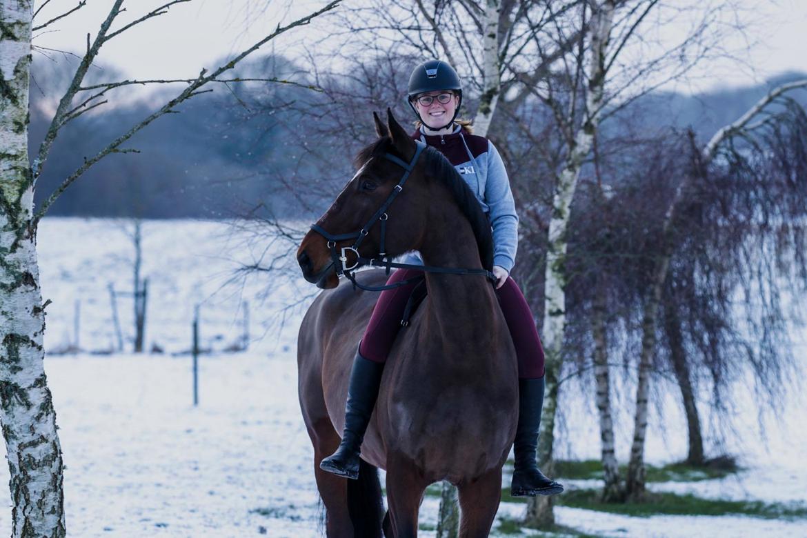 Dansk Varmblod Quite alone billede 16