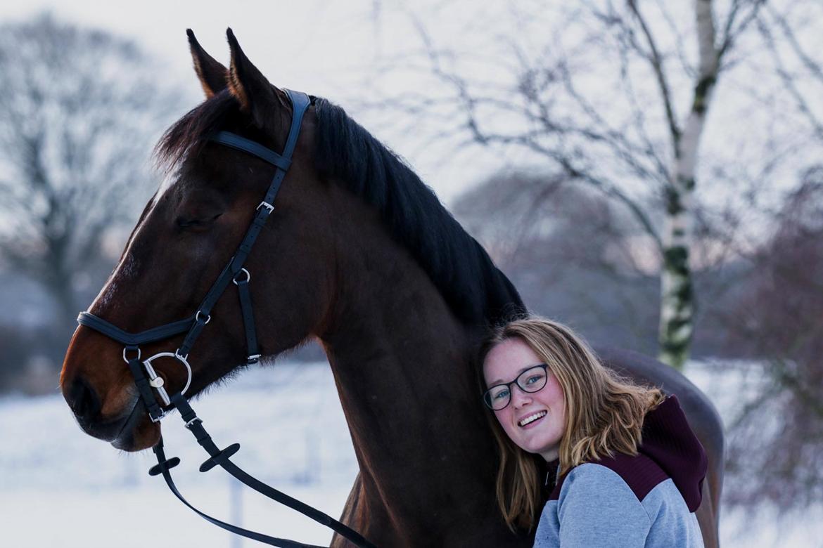 Dansk Varmblod Quite alone billede 8