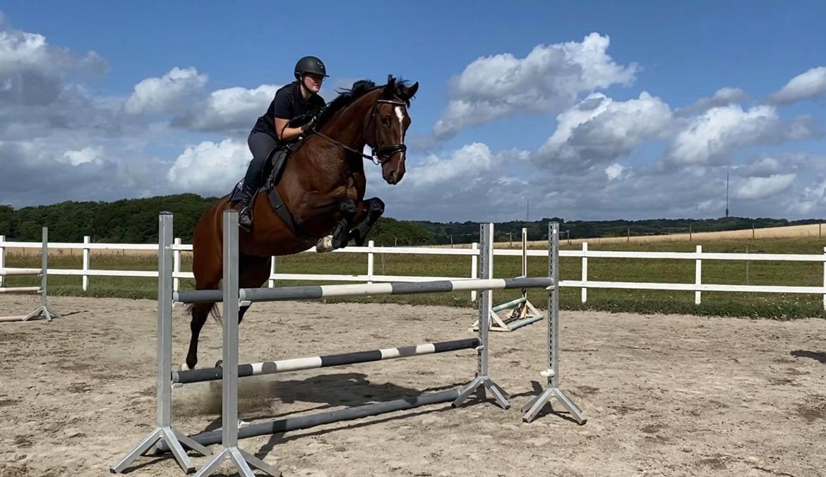 Dansk Varmblod Quite alone billede 6